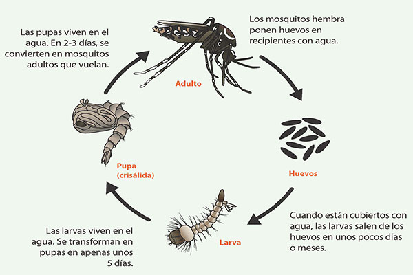 Dengue